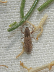 Microlarinus lypriformis