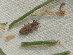 Microlarinus lypriformis