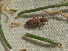 Microlarinus lypriformis