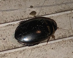 Thermonectus