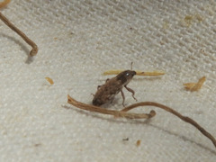 Microlarinus lypriformis