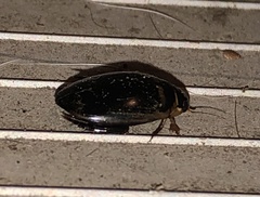 Thermonectus