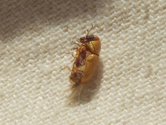 Pachybrachis mellitus