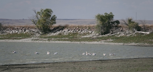 American White Pelican photographed in Nebraska
