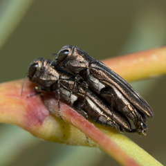 Agrilus addendus