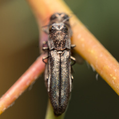 Agrilus addendus
