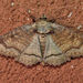 One-lined Zale Moth - Photo (c) Diane P. Brooks, some rights reserved (CC BY-NC-SA), uploaded by Diane P. Brooks