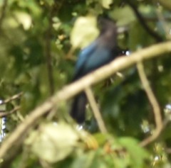Cyanocitta stelleri