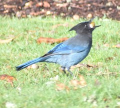 Cyanocitta stelleri