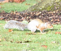 Sciurus carolinensis