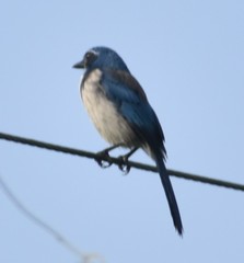Aphelocoma californica