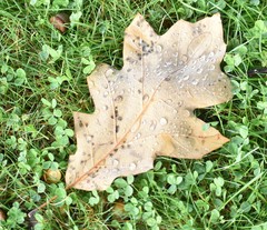 Quercus