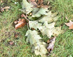 Quercus