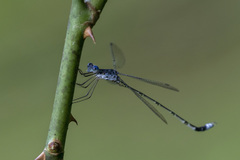 Lestes tridens