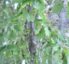 Quercus