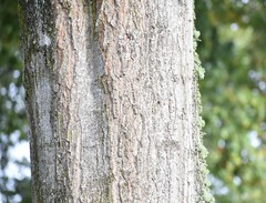 Quercus