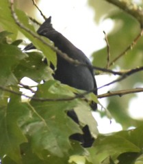 Cyanocitta stelleri