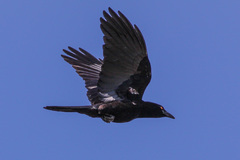 White-Necked Crow photo 2