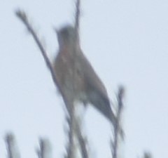 Turdus migratorius