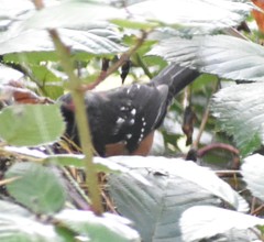 Pipilo maculatus