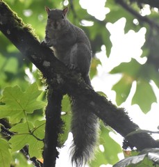 Sciurus carolinensis