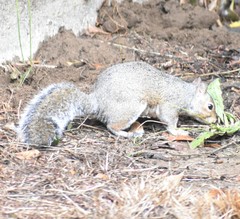 Sciurus carolinensis