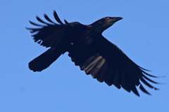 White-Necked Crow photo 3