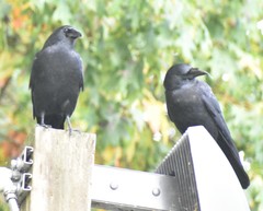 Corvus brachyrhynchos