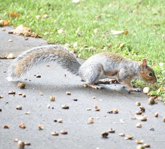 Sciurus carolinensis