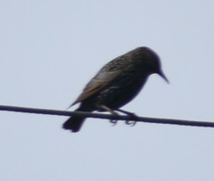 Sturnus vulgaris