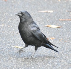 Corvus brachyrhynchos