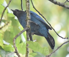 Cyanocitta stelleri