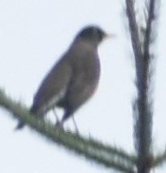 Turdus migratorius