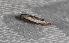 Erechthias acontotypa