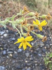 Heterotheca utahensis