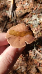 Gymnopus fuscopurpureus