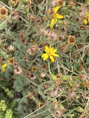 Heterotheca utahensis