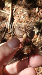 Gymnopus fuscopurpureus