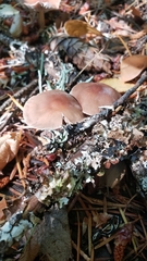 Gymnopus fuscopurpureus