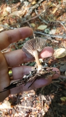 Gymnopus fuscopurpureus
