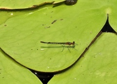 Austrocnemis maccullochi