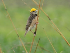 Ploceus benghalensis