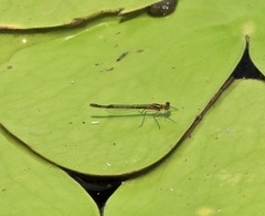 Austrocnemis maccullochi