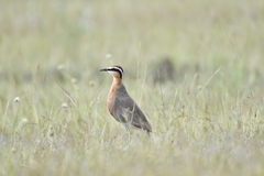 Cursorius coromandelicus