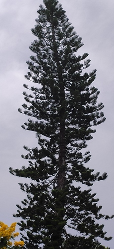 Araucariaceae image