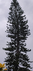 Araucaria columnaris image
