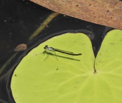 Austrocnemis maccullochi