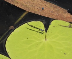 Austrocnemis maccullochi