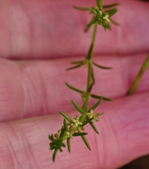 Galium gaudichaudii