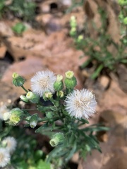 Erigeron bonariensis